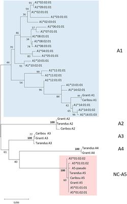 Functional immune diversity in reindeer reveals a high Arctic population at risk